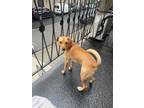 Adopt Superman a Tan/Yellow/Fawn Feist dog in New York, NY (38828360)