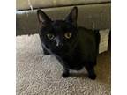 Adopt Romeo a All Black American Shorthair / Mixed cat in Temecula