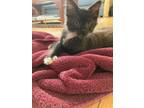 Adopt Fuzz a Gray or Blue (Mostly) Domestic Shorthair / Mixed (short coat) cat