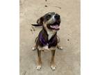 Adopt Frizzle a Labrador Retriever / Doberman Pinscher / Mixed dog in Athens