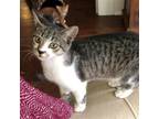 Adopt Oak (Deb/Stac) a Brown Tabby Domestic Shorthair / Mixed (short coat) cat