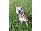 Adopt Foxxie a Tan/Yellow/Fawn Mixed Breed (Large) / Mixed dog in Kansas City