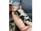 Adopt Penelope (MC) a Calico / Mixed (short coat) cat in Napa, CA (38852925)
