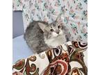 Adopt Kolton a Gray or Blue Domestic Shorthair / Mixed cat in Garden