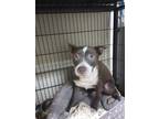 Adopt Mazikeen a Brown/Chocolate - with White Boston Terrier / Australian