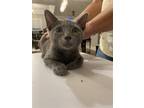Adopt Pancake a Domestic Shorthair / Mixed cat in Camden, SC (38620178)