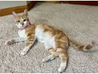 Adopt Ginger a Orange or Red Tabby Domestic Shorthair (short coat) cat in