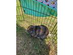 Adopt Clover a Multi Mini Lop / Mixed (medium coat) rabbit in Fairfield