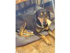 Adopt Scooter a Black - with Tan, Yellow or Fawn Rottweiler / Doberman Pinscher