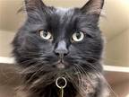 Adopt BELLA a All Black Domestic Mediumhair / Mixed (medium coat) cat in Denver