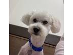 Adopt Kyro (San Antonio) a White - with Tan, Yellow or Fawn Poodle (Standard) /