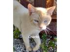 Adopt Charlie a Cream or Ivory (Mostly) Siamese (short coat) cat in Upper Saddle