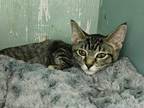 Adopt Plum a Brown or Chocolate (Mostly) Domestic Shorthair (short coat) cat in