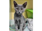 Adopt Walnut a Gray or Blue Domestic Shorthair (short coat) cat in mishawaka