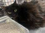 Adopt Ashley a Domestic Longhair / Mixed cat in Pomona, CA (38860978)