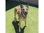 Adopt Cora a Shepherd (Unknown Type) / Belgian Malinois / Mixed dog in