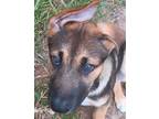 Adopt OHSO a Black - with Brown, Red, Golden, Orange or Chestnut German Shepherd