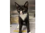 Adopt Benji a Black & White or Tuxedo Domestic Shorthair / Mixed (short coat)