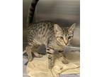 Adopt Bucky a Brown Tabby Domestic Shorthair / Mixed (short coat) cat in