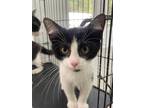 Adopt Dapper a Black & White or Tuxedo Domestic Shorthair / Mixed (short coat)