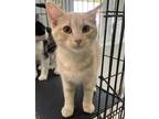 Adopt Dijon a Cream or Ivory Domestic Shorthair / Mixed (short coat) cat in