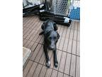 Adopt Loki S. a Black Australian Cattle Dog / Retriever (Unknown Type) / Mixed