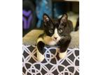 Adopt Snoopy a Black & White or Tuxedo Domestic Shorthair / Mixed (short coat)