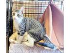 Adopt Padma a Domestic Shorthair / Mixed (short coat) cat in Sprakers