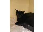 Adopt Espian a All Black Domestic Shorthair / Domestic Shorthair / Mixed cat in