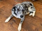 Adopt Puddles aka Luna a Australian Shepherd / Mixed dog in Dallas