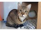 Adopt Ralph a Brown Tabby Domestic Shorthair / Mixed cat in New York