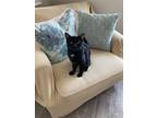 Adopt Metlock Star a Black (Mostly) Domestic Shorthair / Mixed (short coat) cat