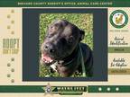 Adopt Belle a Mixed Breed (Medium) / Mixed dog in Melbourne, FL (38807621)