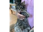 Adopt Misty a Gray, Blue or Silver Tabby Domestic Longhair / Mixed (long coat)