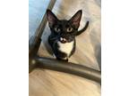 Adopt Boots a Black & White or Tuxedo Domestic Shorthair / Mixed (short coat)
