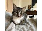 Adopt Lux a Brown Tabby Domestic Shorthair / Mixed (short coat) cat in