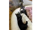 Adopt Hazel and Phinneas a Tortoiseshell Domestic Shorthair / Mixed (short coat)