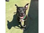 Adopt Marigold a Black Pit Bull Terrier / Mixed dog in El Paso, TX (38741181)