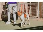 Adopt Canelo a White American Pit Bull Terrier / Mixed dog in El Paso
