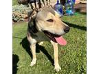 Adopt Benito a Tan/Yellow/Fawn Shepherd (Unknown Type) / Mixed dog in El Paso
