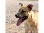 Adopt Anton a Tan/Yellow/Fawn Pit Bull Terrier / Mixed dog in El Paso