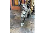 Adopt 53690533 a Gray/Blue/Silver/Salt & Pepper Pit Bull Terrier / Mixed dog in