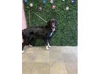 Adopt Leo a Black Australian Shepherd / Mixed dog in El Paso, TX (38815827)