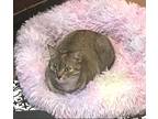 Adopt Samantha a Brown Tabby Domestic Shorthair (short coat) cat in Toronto