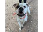 Adopt Trina a White Boxer / Mixed dog in El Paso, TX (38740584)