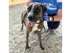 Adopt Siren a Brown/Chocolate Pit Bull Terrier / Mixed dog in El Paso