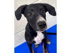 Adopt Europa a Black Doberman Pinscher / Mixed dog in Victoria, TX (38855055)