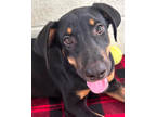 Adopt Andromeda a Black Doberman Pinscher / Mixed dog in Victoria, TX (38855059)