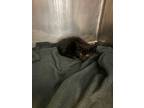 Adopt Coax a All Black Domestic Shorthair / Mixed cat in El Paso, TX (38740656)