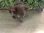 Adopt 52751974 a All Black Domestic Mediumhair / Mixed cat in El Paso